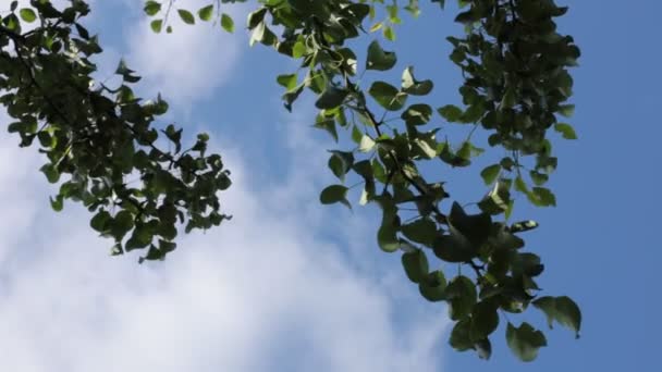 Vista Inferior Del Follaje Del Árbol Cielo Azul Brisa Pequeña — Vídeos de Stock
