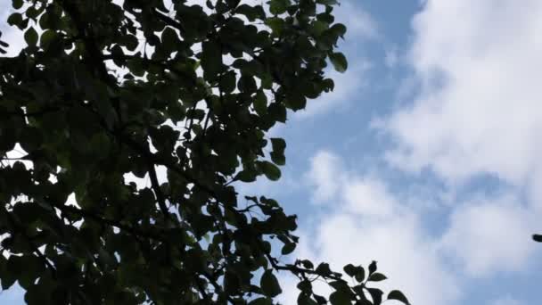 Blick Von Unten Auf Laub Und Blauer Himmel Kleine Brise — Stockvideo