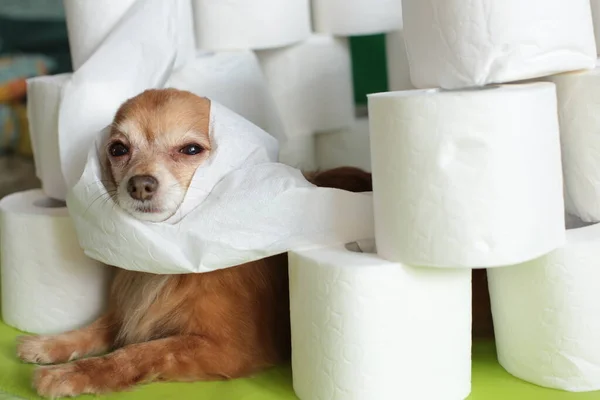 Ingwer Chihuahua Hund Und Vorrat Toilettenpapierrollen — Stockfoto