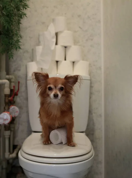 Gember Chihuahua Hond Voorraad Papier Rollen — Stockfoto