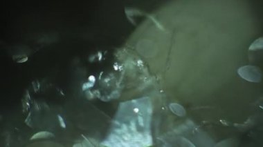Soyut makro video arka plan sabun köpükleri, parlayan cam parçaları, parıldayan güneş ışınlı buz.