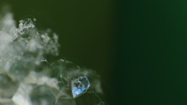 Абстрактний Макро Відео Фон Набір Мильних Бульбашок Шматки Блискучого Мерехтливого — стокове відео