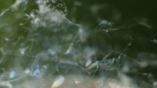 Abstraktes Makro Video Hintergrundset Aus Seifenblasen Scherben Aus Glänzend Schimmerndem — Stockvideo