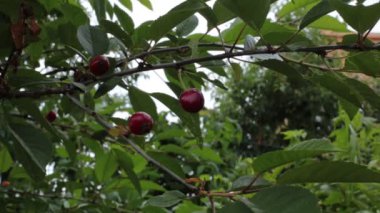 Ağaç yaprakları ve gökyüzü üzerindeki video görüntüsünü gevşet