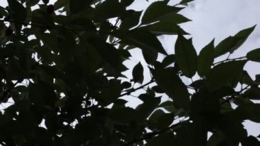 Ağaç yaprakları ve gökyüzü üzerindeki video görüntüsünü gevşet