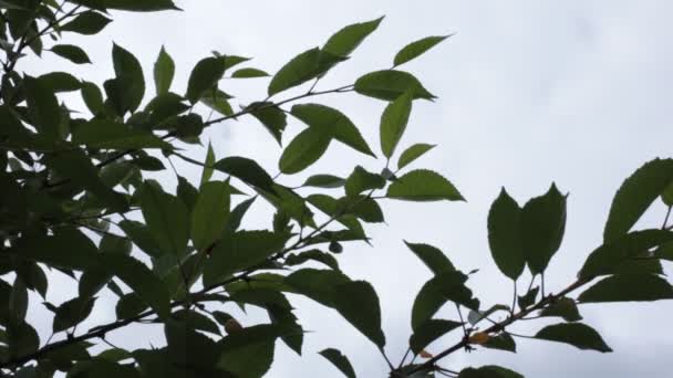 Détendez-vous vidéo vue du dessus sur les feuilles d'arbre et le ciel