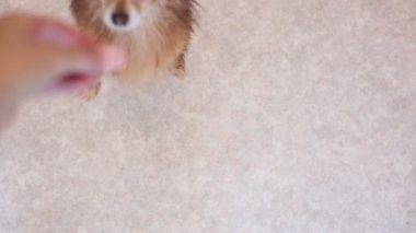 Kızıl saçlı şirin bir Chihuahua köpeğinin portresi.