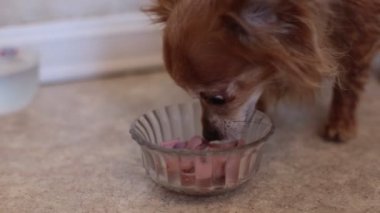 Kızıl saçlı şirin bir Chihuahua köpeğinin portresi.