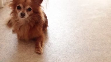 Kızıl saçlı şirin bir Chihuahua köpeğinin portresi.