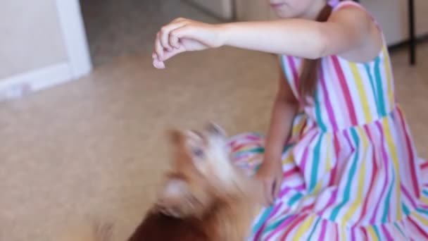 Portré Egy Aranyos Vörös Hajú Kis Chihuahua Kiskutyáról — Stock videók