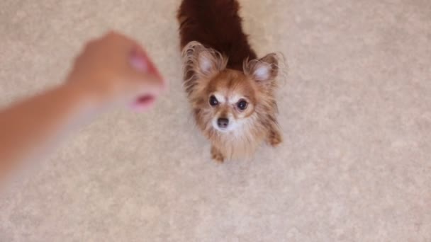 Potret Anak Anjing Berambut Merah Kecil Chihuahua Lucu — Stok Video