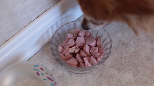 Portrait Cute Redhead Little Chihuahua Puppy — Stock Video