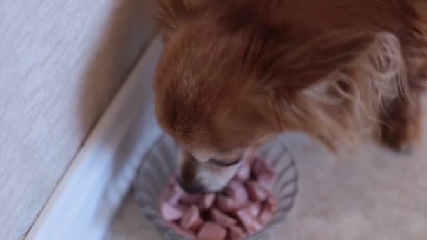 Portré Egy Aranyos Vörös Hajú Kis Chihuahua Kiskutyáról — Stock videók