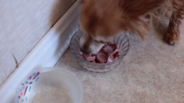 Kızıl Saçlı Şirin Bir Chihuahua Köpeğinin Portresi — Stok video