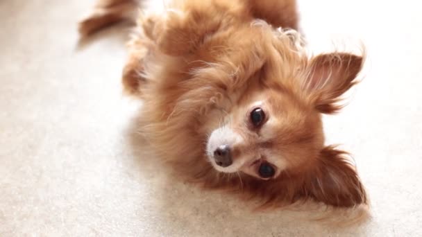 Portret Van Een Schattige Roodharige Kleine Chihuahua Puppy — Stockvideo