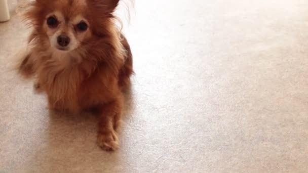 Retrato Lindo Cachorro Pelirrojo Chihuahua — Vídeo de stock