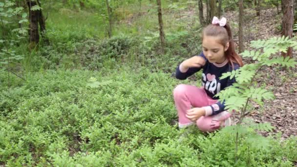 Menina Oito Anos Escolhe Mirtilos Floresta — Vídeo de Stock