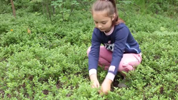 Κορίτσι Οκτώ Ετών Μαζεύει Βατόμουρα Στο Δάσος — Αρχείο Βίντεο