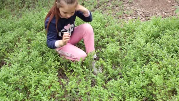 Achtjähriges Mädchen Pflückt Blaubeeren Wald — Stockvideo