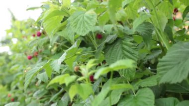 Parlak olgun ahududu Yazın taze lezzet