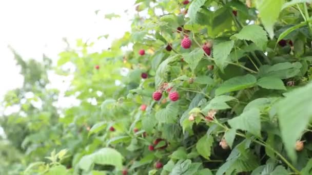 Ripe Raspberry Musim Panas Lezat Segar — Stok Video