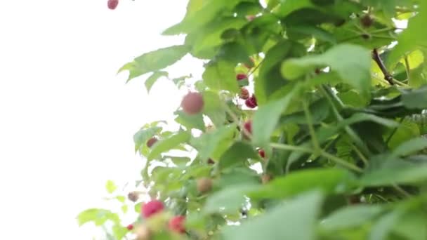 Parlak Olgun Ahududu Yazın Taze Lezzet — Stok video