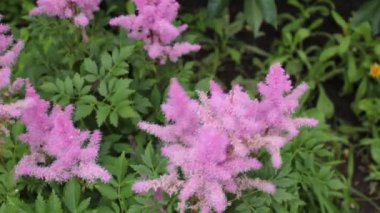 Bahçede açan çiçekler ve hafif bir esinti