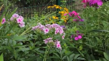 Bahçede açan çiçekler ve hafif bir esinti