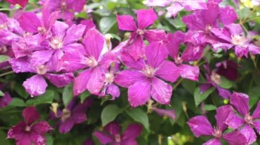 Bahçede açan çiçekler ve hafif bir esinti