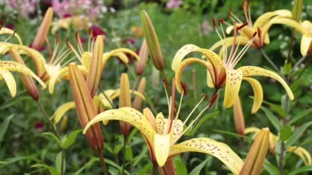 Bloeiende Bloemen Tuin Een Lichte Bries — Stockvideo