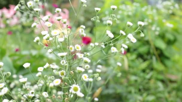 Flores Florecientes Jardín Una Ligera Brisa — Vídeo de stock