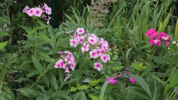 Flores Florecientes Jardín Una Ligera Brisa — Vídeos de Stock