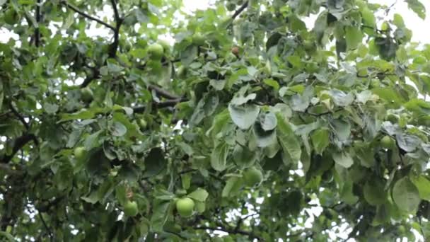 Flores Florecientes Jardín Una Ligera Brisa — Vídeos de Stock