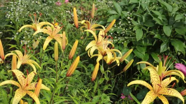 Flores Florecientes Jardín Una Ligera Brisa — Vídeos de Stock