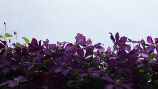 Flores Florecientes Jardín Una Ligera Brisa — Vídeos de Stock