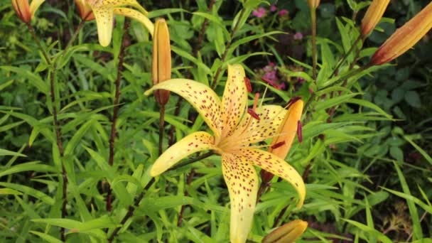 Flores Florecientes Jardín Una Ligera Brisa — Vídeo de stock