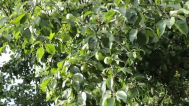 Ağaçların yaprakları ve gökyüzü hafif bir esinti