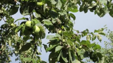Ağaçların yaprakları ve gökyüzü hafif bir esinti