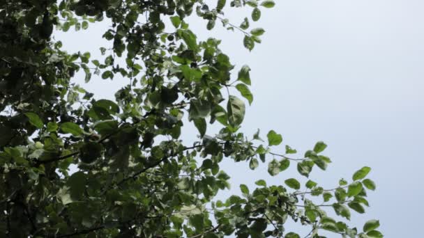Het Gebladerte Van Bomen Lucht Een Beetje Wind — Stockvideo