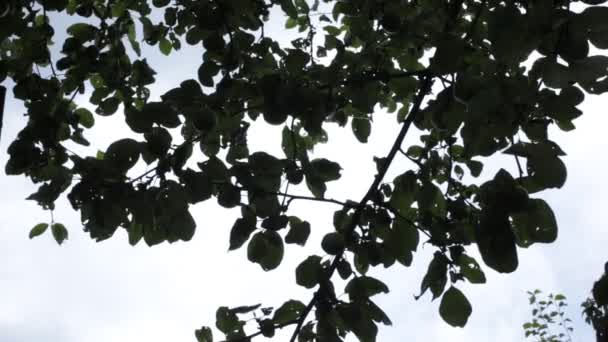 Yaitu Dedaunan Pohon Pohon Dan Langit Yang Sedikit Mengandung Udara — Stok Video