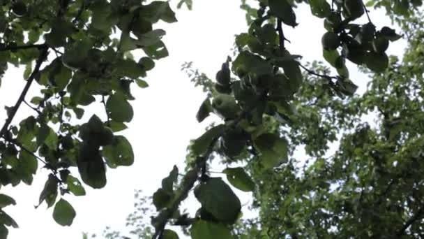 Het Gebladerte Van Bomen Lucht Een Beetje Wind — Stockvideo