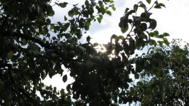树木和天空的叶子微微的轻风 — 图库视频影像