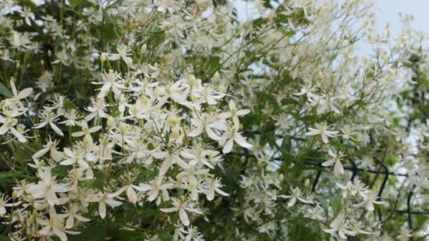 Follaje Los Árboles Cielo Poco Brisa — Vídeos de Stock