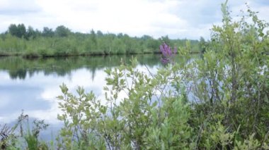Bataklık yaşamı flora ve fauna