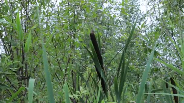 Vie des marécages flore et faune