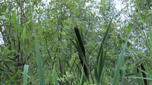 Pantano Vida Flora Fauna — Vídeos de Stock