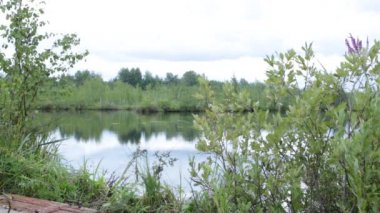 Bataklık yaşamı flora ve fauna