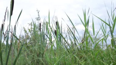Bataklık yaşamı flora ve fauna