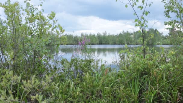 Pantano Vida Flora Fauna — Vídeo de stock