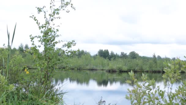 Vie des marécages flore et faune